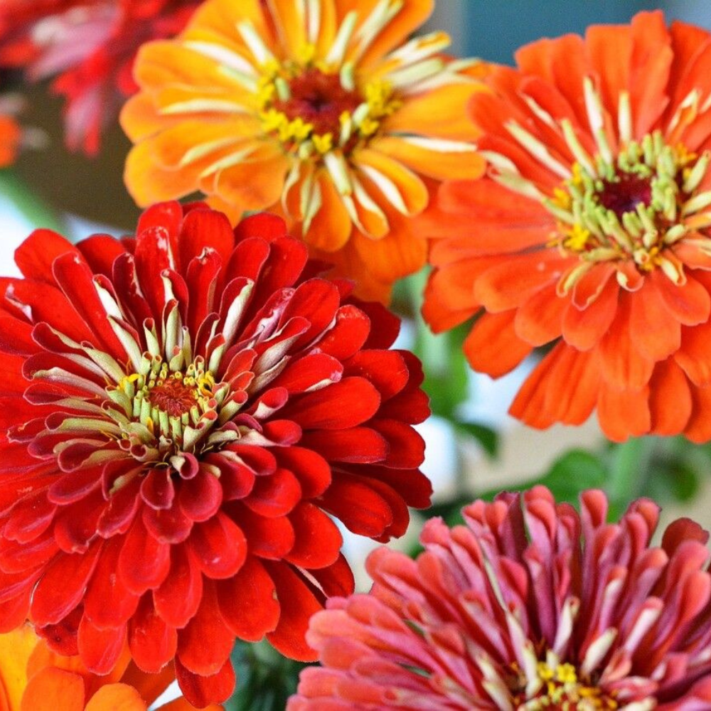 100 Dahlia Flowered Zinnia Mix Elegans Mixed Colors Easy To Grow Flowers Seeds | www.seedsplantworld.com