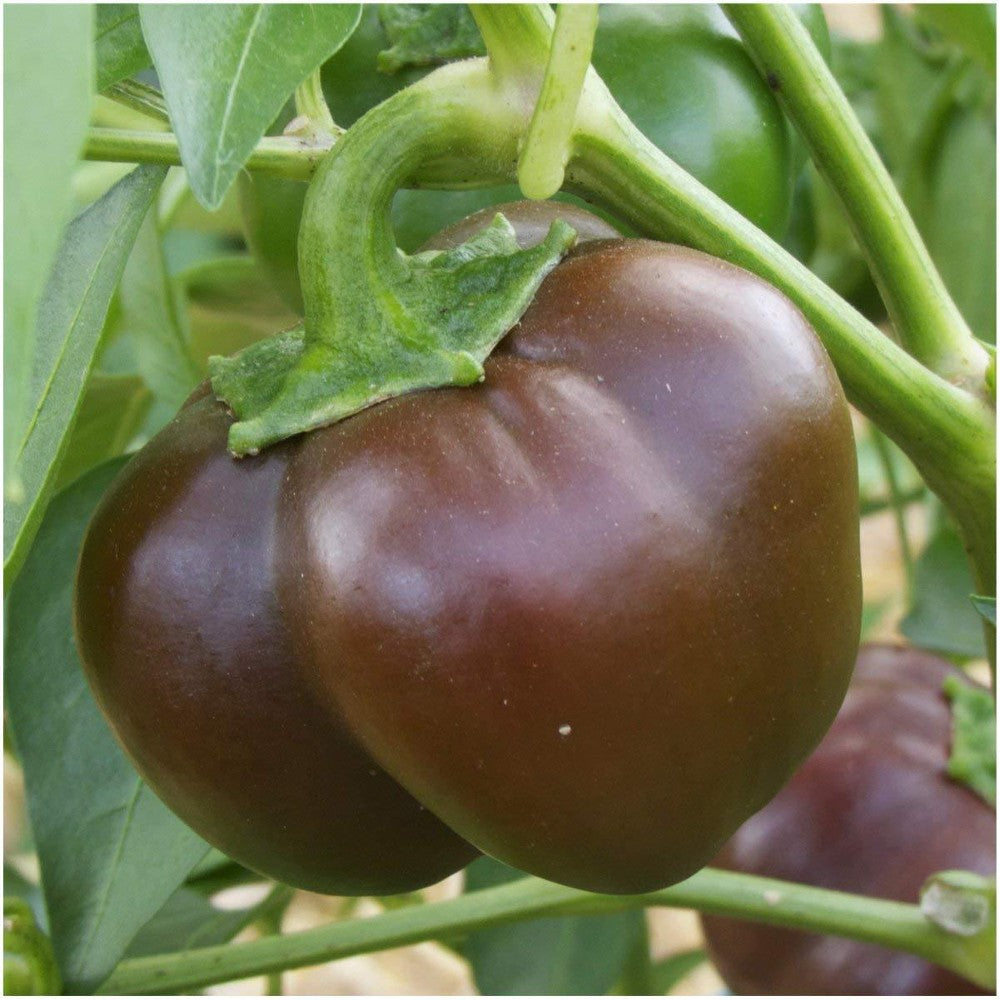 25 Chocolate Beauty Bell Pepper NON-GMO Heirloom Vegetable Seeds | www.seedsplantworld.com