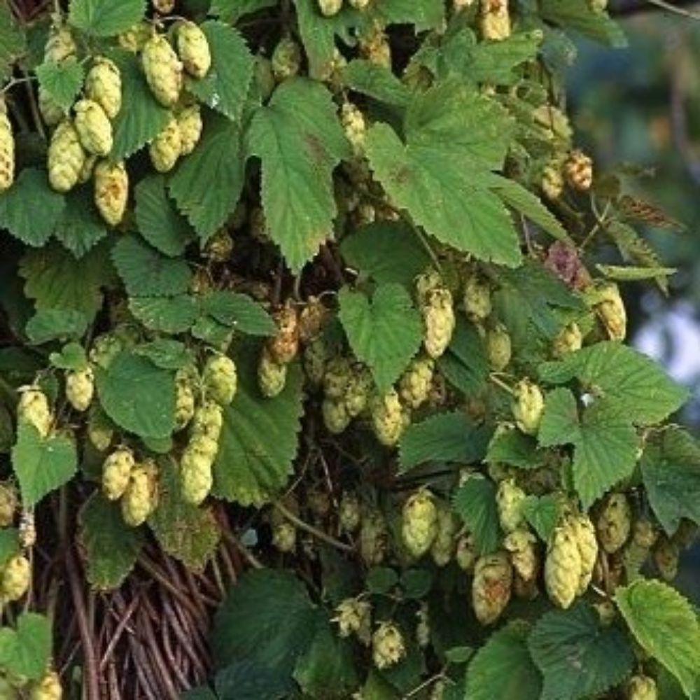 5 Humulus Lupulus Hallertau Hops Vine Seeds For Planting | www.seedsplantworld.com