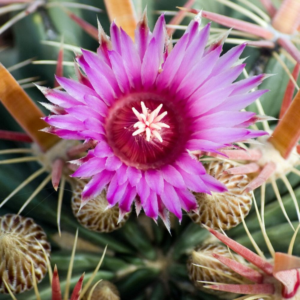 5 Ferocactus Latispina Spiralis Hardy Cacti Seeds For Planting | www.seedsplantworld.com