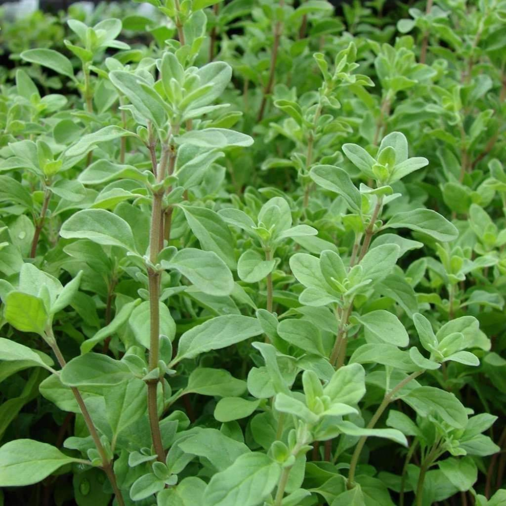 1000 Sweet Marjoram Herb Knotted Marjoram Majorana NON-GMO Herb Seeds | www.seedsplantworld.com