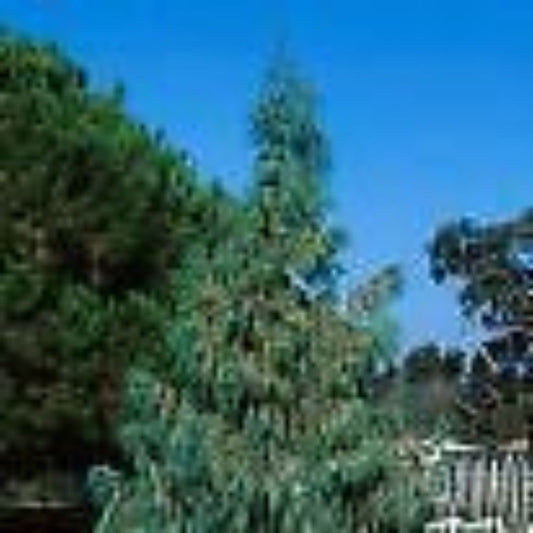 10 Cupressus Cachemeriana Kashmir Cypress Seeds For Planting | www.seedsplantworld.com