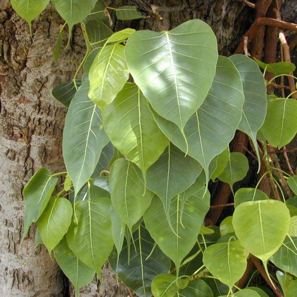 5 Ficus Religiosa Bo Tree Seeds For Planting | www.seedsplantworld.com