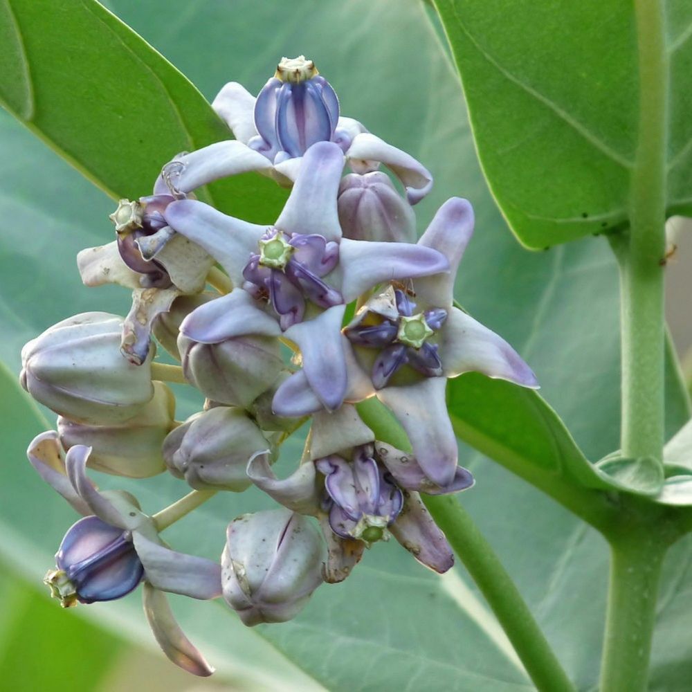 5 Calotropis Gigantea Giant Milkweed • Crown Flower Seeds For Planting | www.seedsplantworld.com