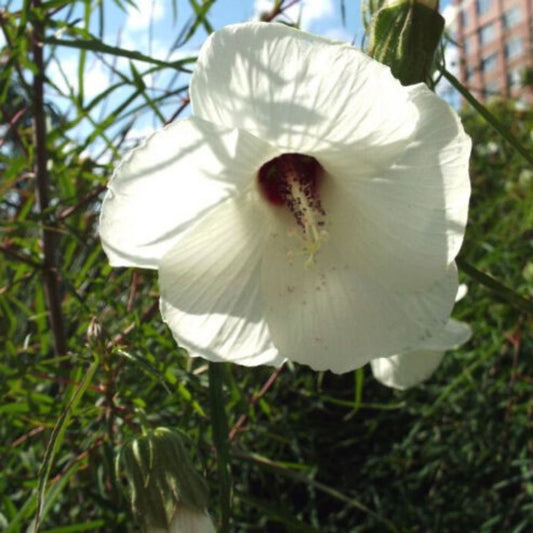 5 Hibiscus Dasycalyx Neches River Hibiscus Seeds For Planting | www.seedsplantworld.com