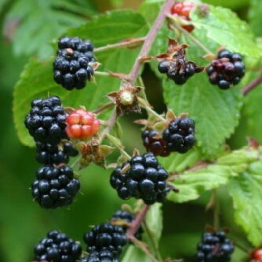 5 Rubus Alleghaniensis Blackberry Fruit Seeds For Planting | www.seedsplantworld.com