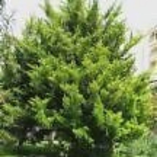 10 Cupressus Macrocarpa Monterey Cypress Tree Seeds For Planting | www.seedsplantworld.com