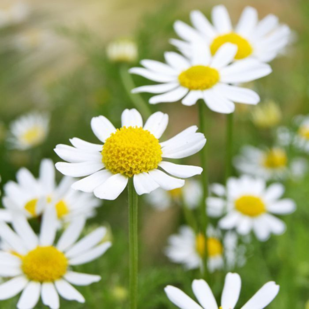 3500 Or ½ Gram German Chamomile NON-GMO Herbal Tea Aroma Flower Seeds | www.seedsplantworld.com