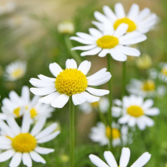 3500 Or ½ Gram German Chamomile NON-GMO Herbal Tea Aroma Flower Seeds | www.seedsplantworld.com