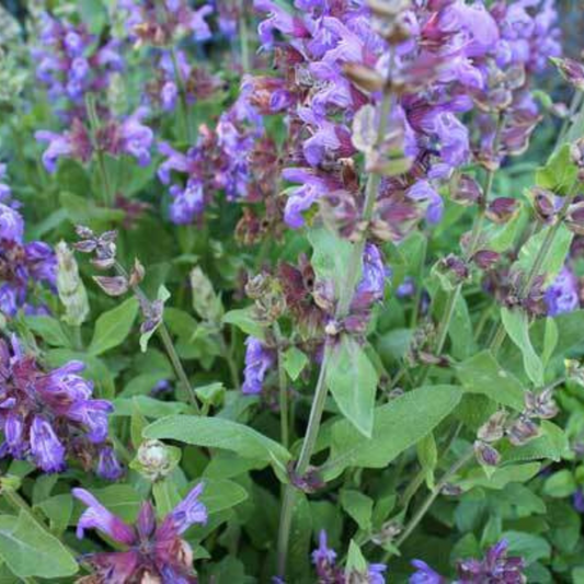 100 Italian Sage Salvia Officinalis NON-GMO Herb Seeds | www.seedsplantworld.com