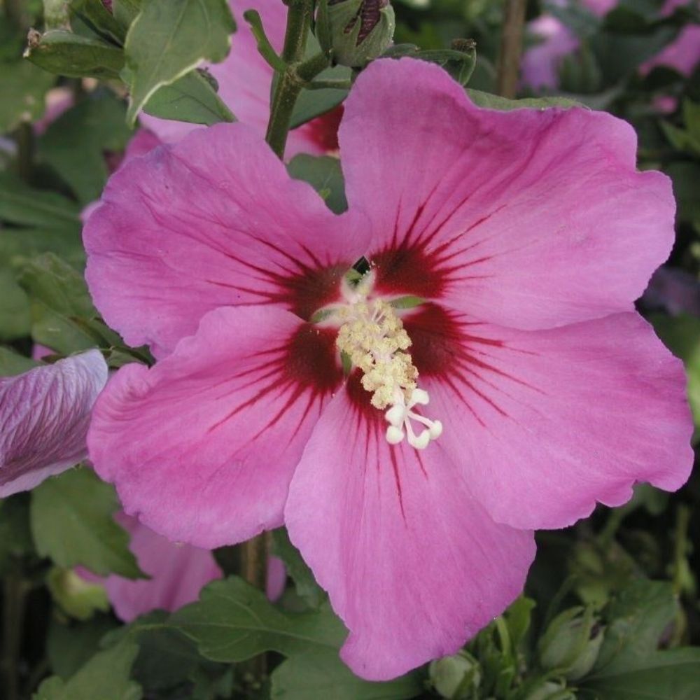 10 Hibiscus Syriacus Violet Satin Rose Of Sharon Seeds For Planting | www.seedsplantworld.com