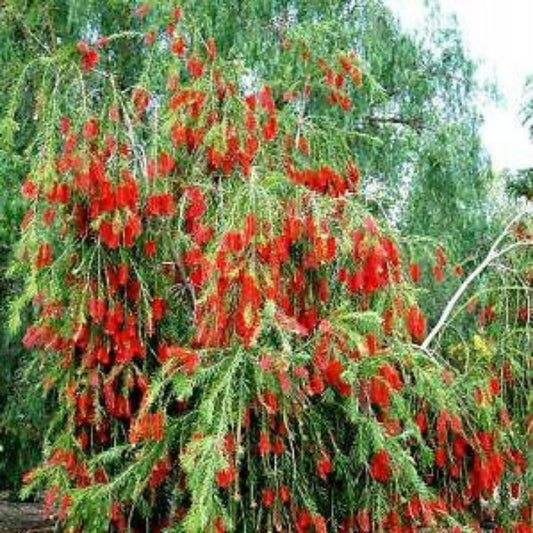 5 Callistemon Viminalis Weeping Red Bottlebrush Seeds For Planting | www.seedsplantworld.com