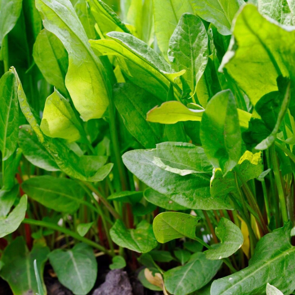 200 Large Leaf Sorrel NON-GMO Heirloom Herb Seeds | www.seedsplantworld.com