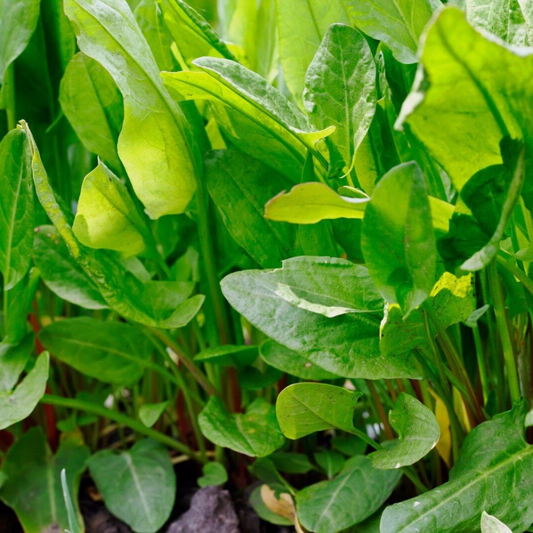 200 Large Leaf Sorrel NON-GMO Heirloom Herb Seeds | www.seedsplantworld.com