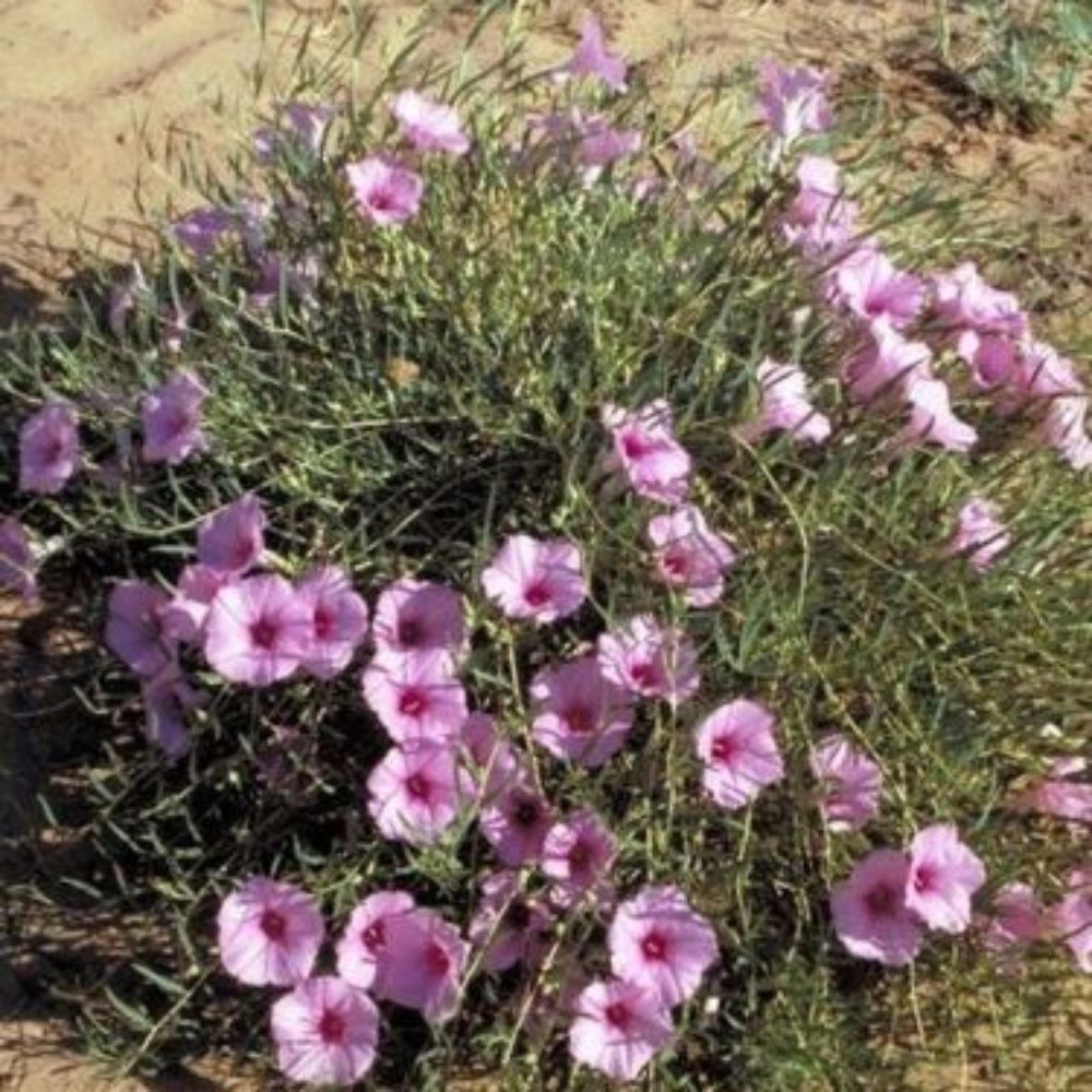 5 Ipomoea Leptophylla Bush Morning Glory Seeds For Planting | www.seedsplantworld.com