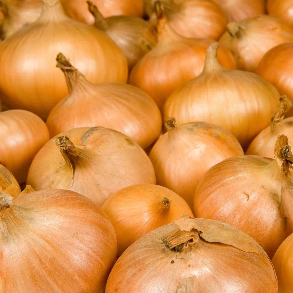 250 Yellow Sweet Spanish Onion NON-GMO Vegetable Seeds | www.seedsplantworld.com