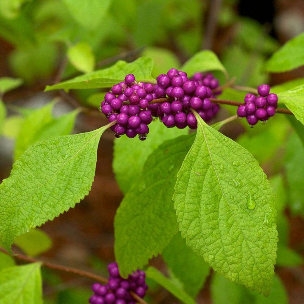 5 Callicarpa Americana American Beautyberry Bush Seeds For Planting | www.seedsplantworld.com