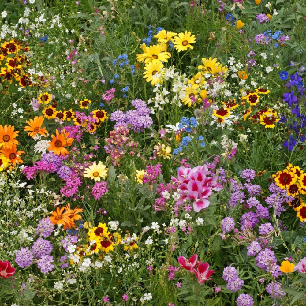 500 All Annual Wildflower Mix 19 Full Sun Annual Flowers Seeds | www.seedsplantworld.com