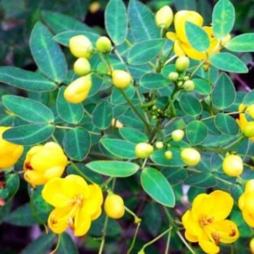 5 Cassia Tora Sickle Senna Yellow Flowers Seeds For Planting | www.seedsplantworld.com