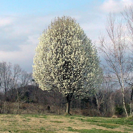 5 Pyrus Calleryana Flowering Pear Tree Seeds For Planting | www.seedsplantworld.com