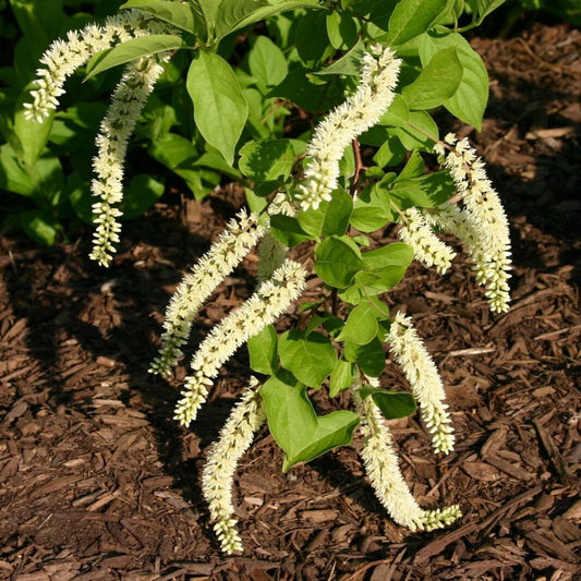 5 Itea Virginica Virginia Sweetspire Seeds For Planting | www.seedsplantworld.com