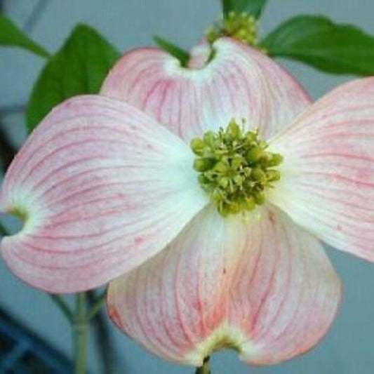 5 Cornus Florida Pink Flowering Dogwood Seeds For Planting | www.seedsplantworld.com