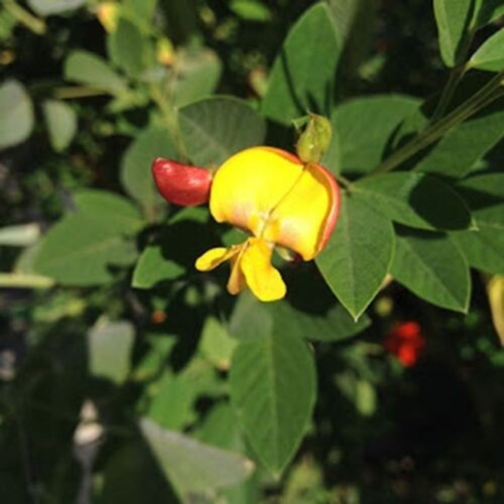 10 Cajanus Cajan Pigeon Pea Exotic Seeds For Planting | www.seedsplantworld.com