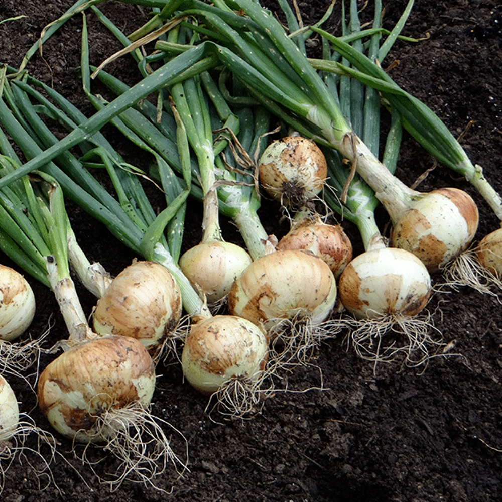 250 White Sweet Spanish Onion NON-GMO Heirloom Vegetable Seeds | www.seedsplantworld.com