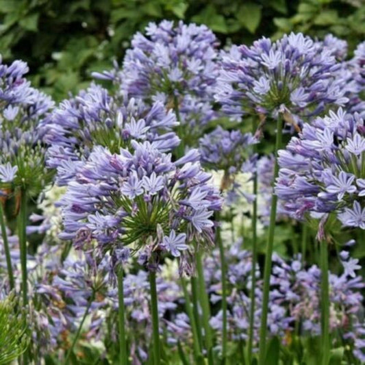 5 Agapanthus Storm Cloud Lily Of The Nile Seeds For Planting | www.seedsplantworld.com