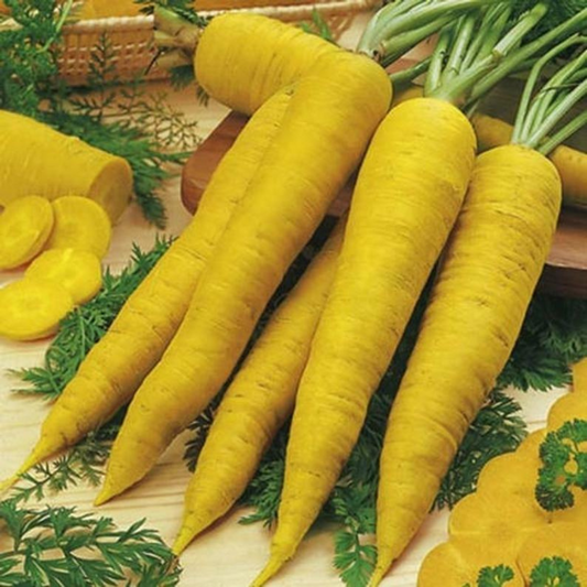 300 Solar Yellow Carrot Colorful NON-GMO Xanthophyll Vegetable Seeds | www.seedsplantworld.com