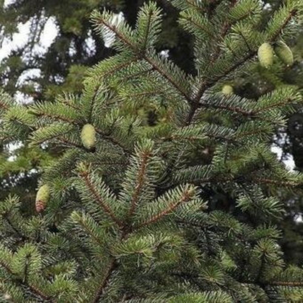 5 Picea Koraiensis Korean Spruce Tree Seeds For Planting | www.seedsplantworld.com