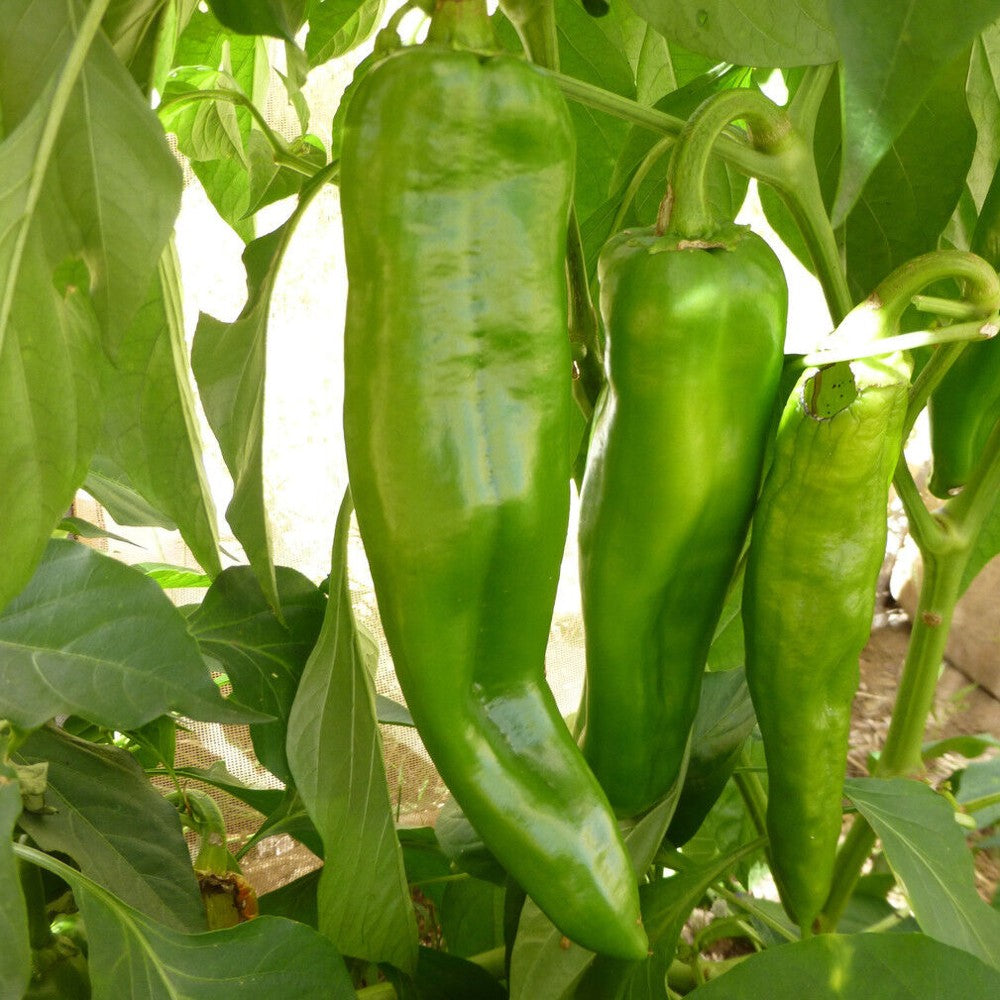 100 Anaheim Chile Hot Pepper NON-GMO Chili Vegetable Seeds | www.seedsplantworld.com