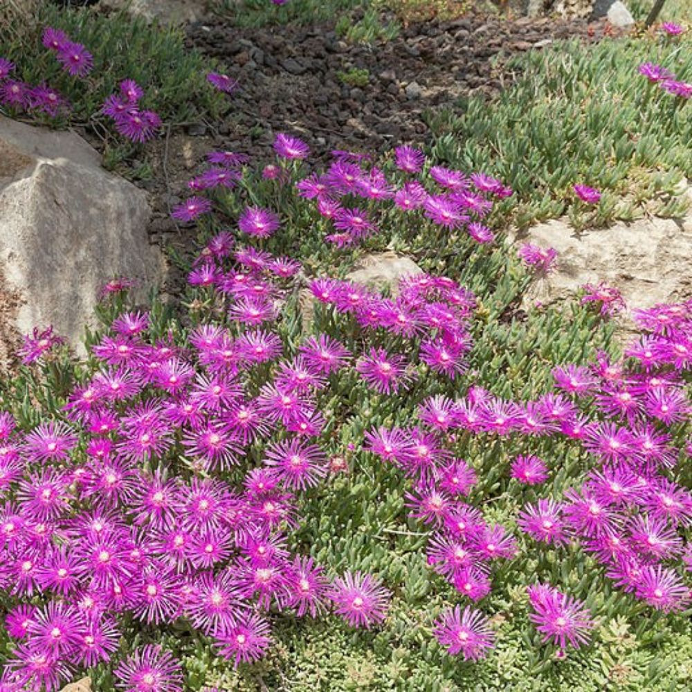 10 Delosperma Cooperi Purple Ice Plant Hardy Seeds For Planting | www.seedsplantworld.com