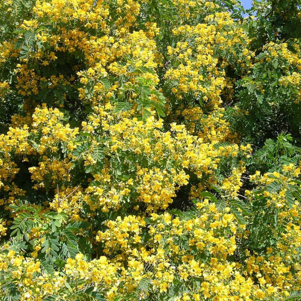 5 Cassia Condolleana Cassia Yellow Flowers Seeds For Planting | www.seedsplantworld.com