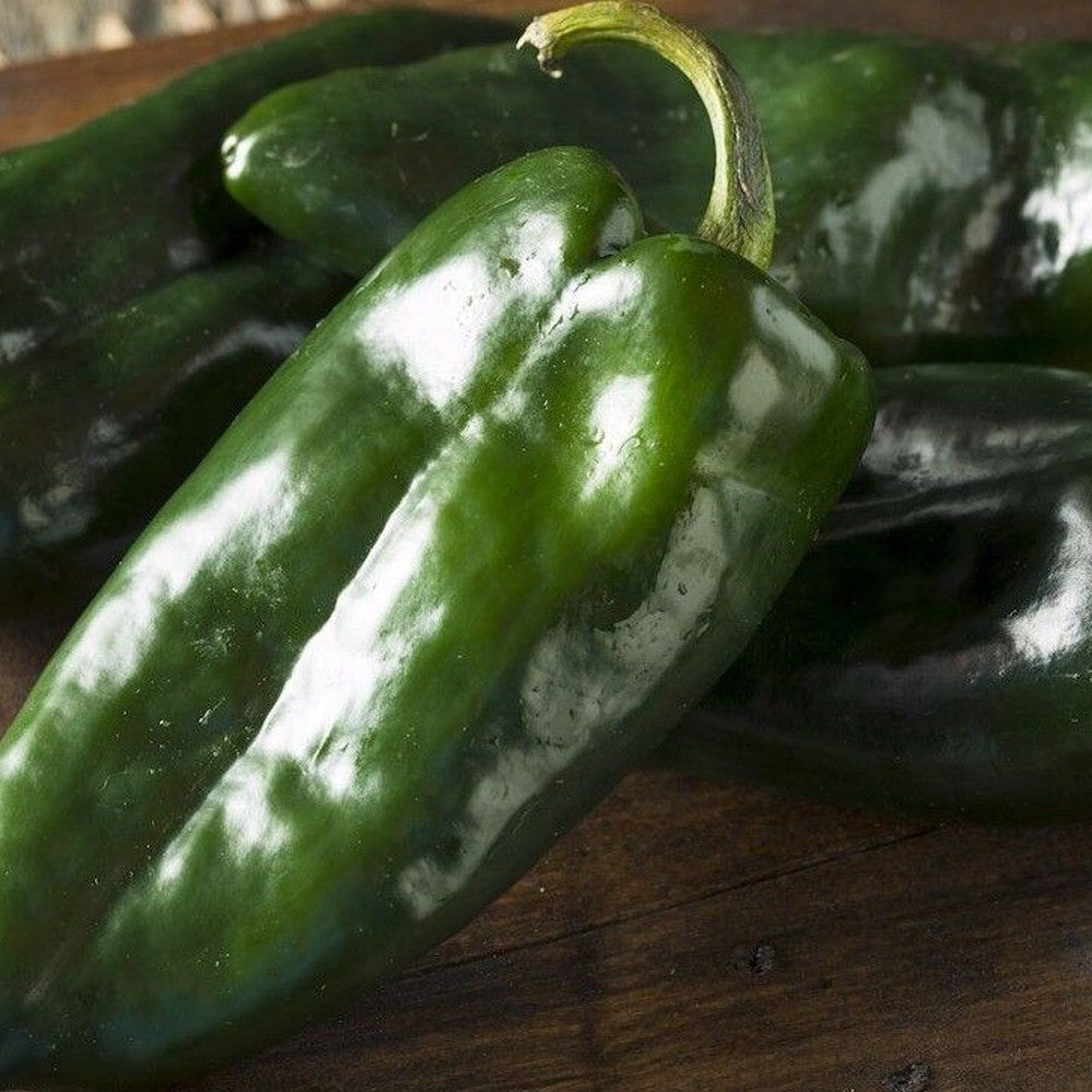 125 Ancho Poblano Chile Pepper Chili NON-GMO Vegetable Seeds | www.seedsplantworld.com