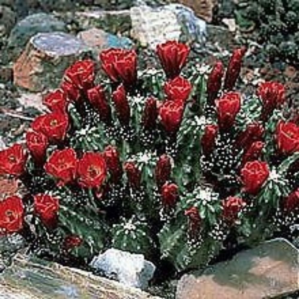 10 Echinocereus Coccineus Red Hedgehog Cactus Hardy Seeds For Planting | www.seedsplantworld.com