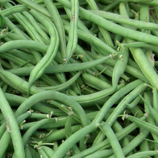 125 Burpee Stringless Green Bean NON-GMO Vegetable Seeds | www.seedsplantworld.com