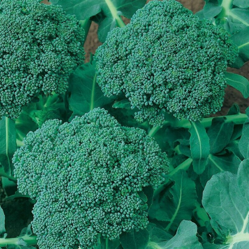 250 Calabrese Broccoli NON-GMO Cruciferous Vegetable Seeds | www.seedsplantworld.com