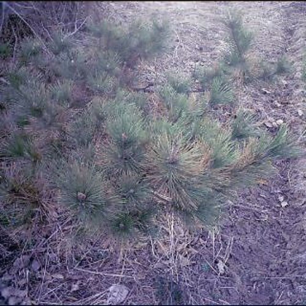 5 Pinus Thunbergi Japanese Black Pine Tree Seeds For Planting | www.seedsplantworld.com