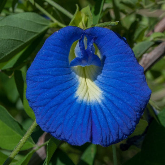 5 Clitoria Ternatea Blue Flowers Seeds For Planting | www.seedsplantworld.com