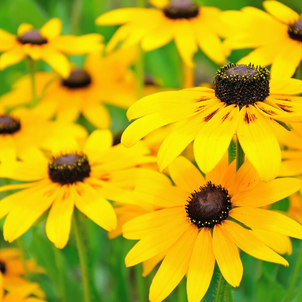 1400 Black Eyed Susan Rudbeckia Hirta Classic Wildflower Flower Seeds | www.seedsplantworld.com