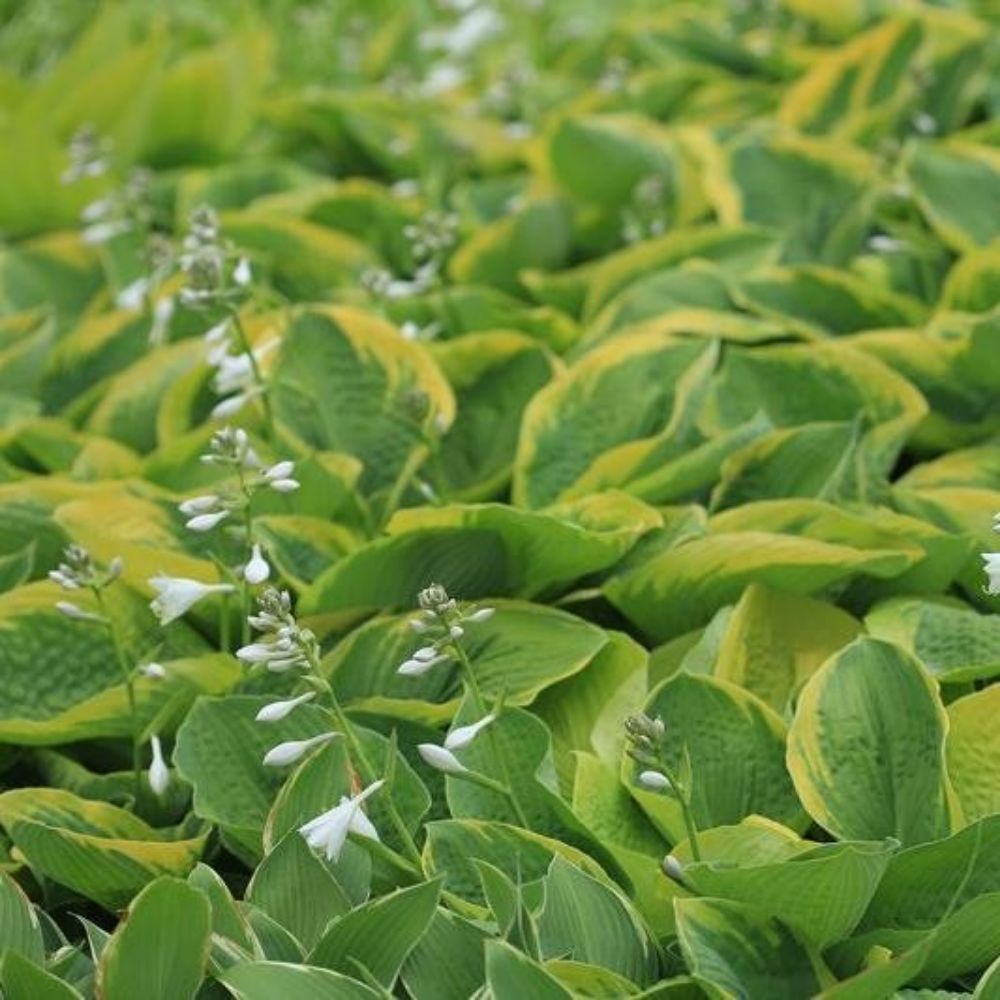 5 Hosta Longipes Mixed Unique Leaves Seeds For Planting | www.seedsplantworld.com