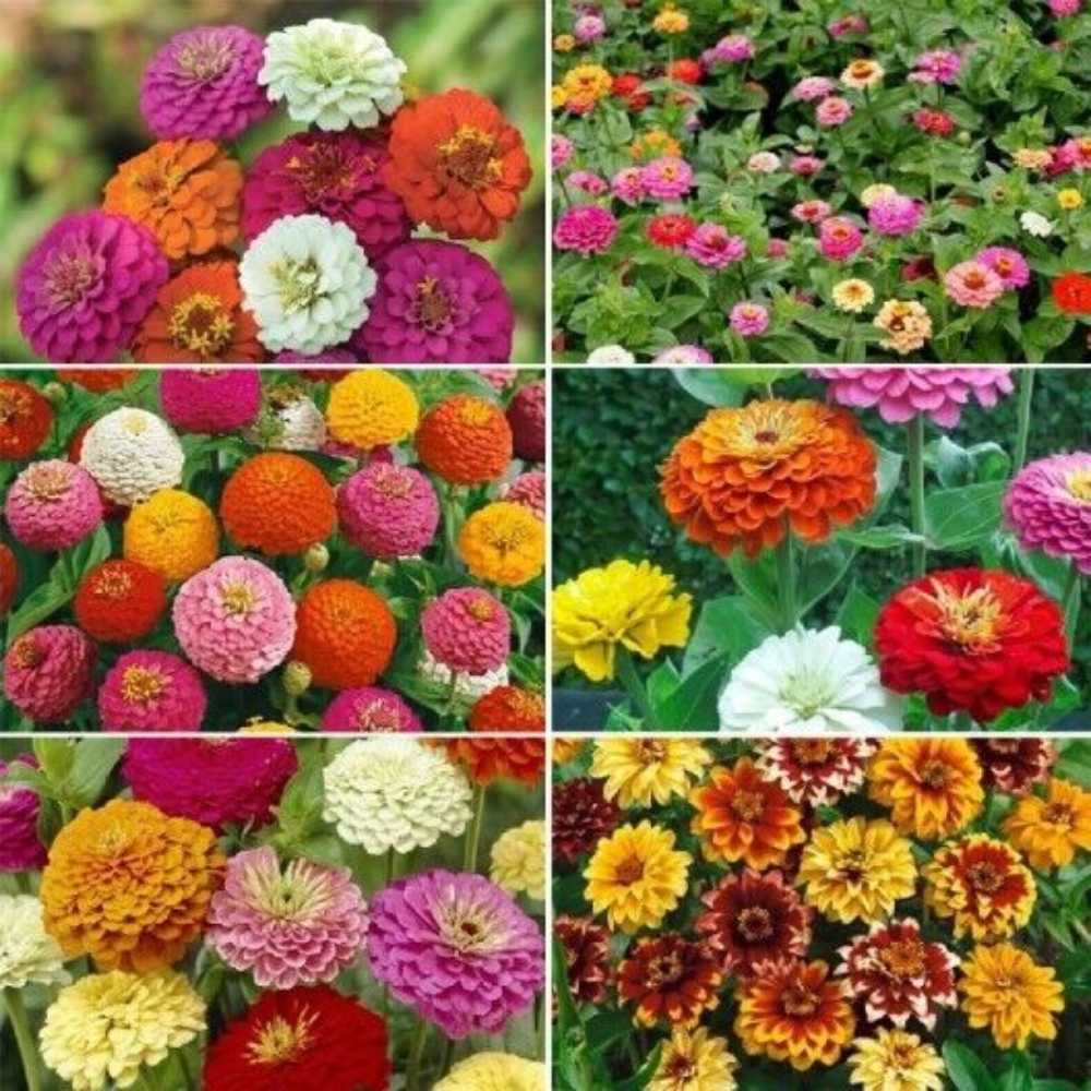 50 Ultimate Zinnia Flower Seed Mix 6 Mixes in 1 Zin Master Flower Seeds | www.seedsplantworld.com