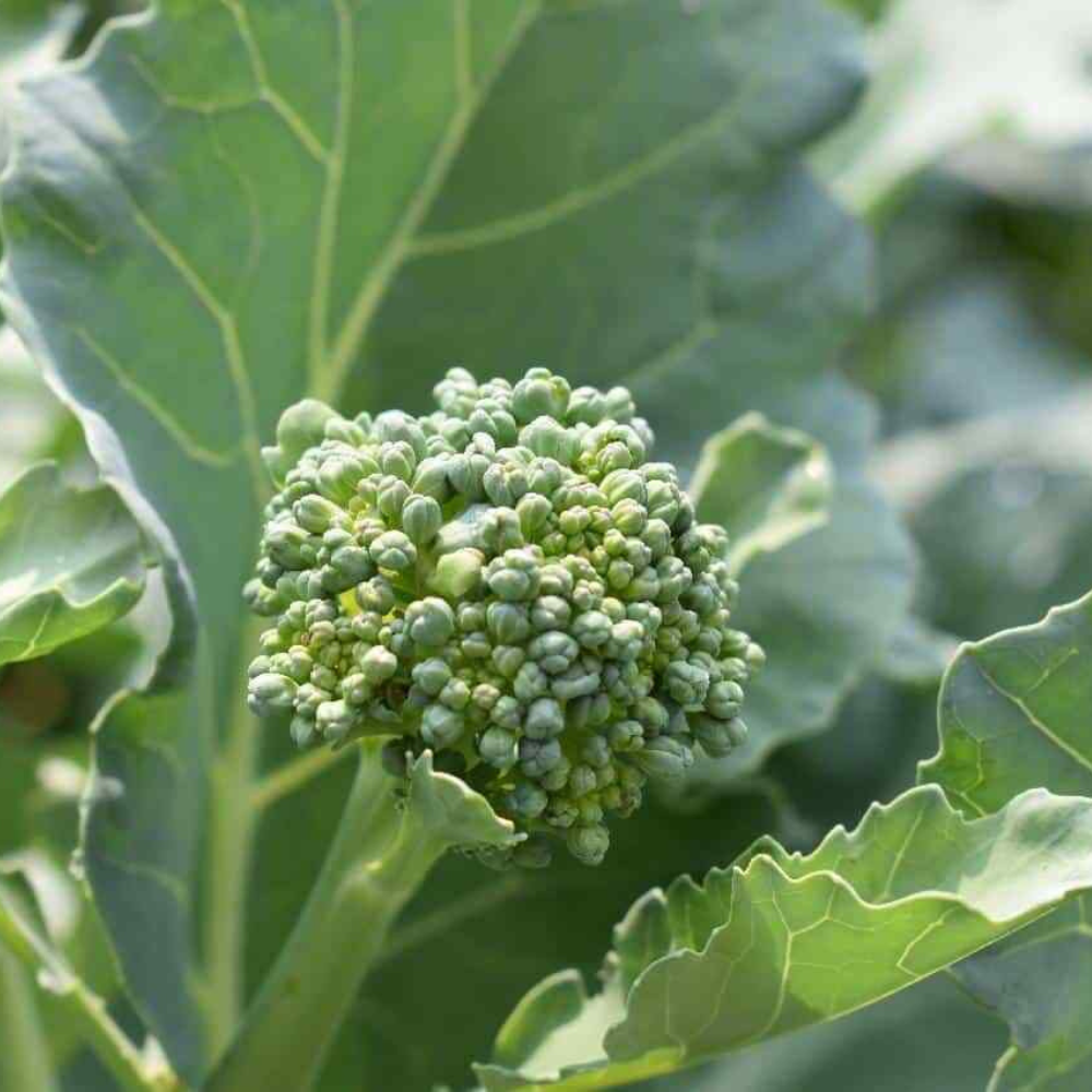 300 Broccoli Raab Seeds Early Spring Rapini Rabe NON-GMO Vegetable Seeds | www.seedsplantworld.com