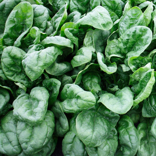 120 Olympia Spinach NON-GMO Vegetable Seeds | www.seedsplantworld.com