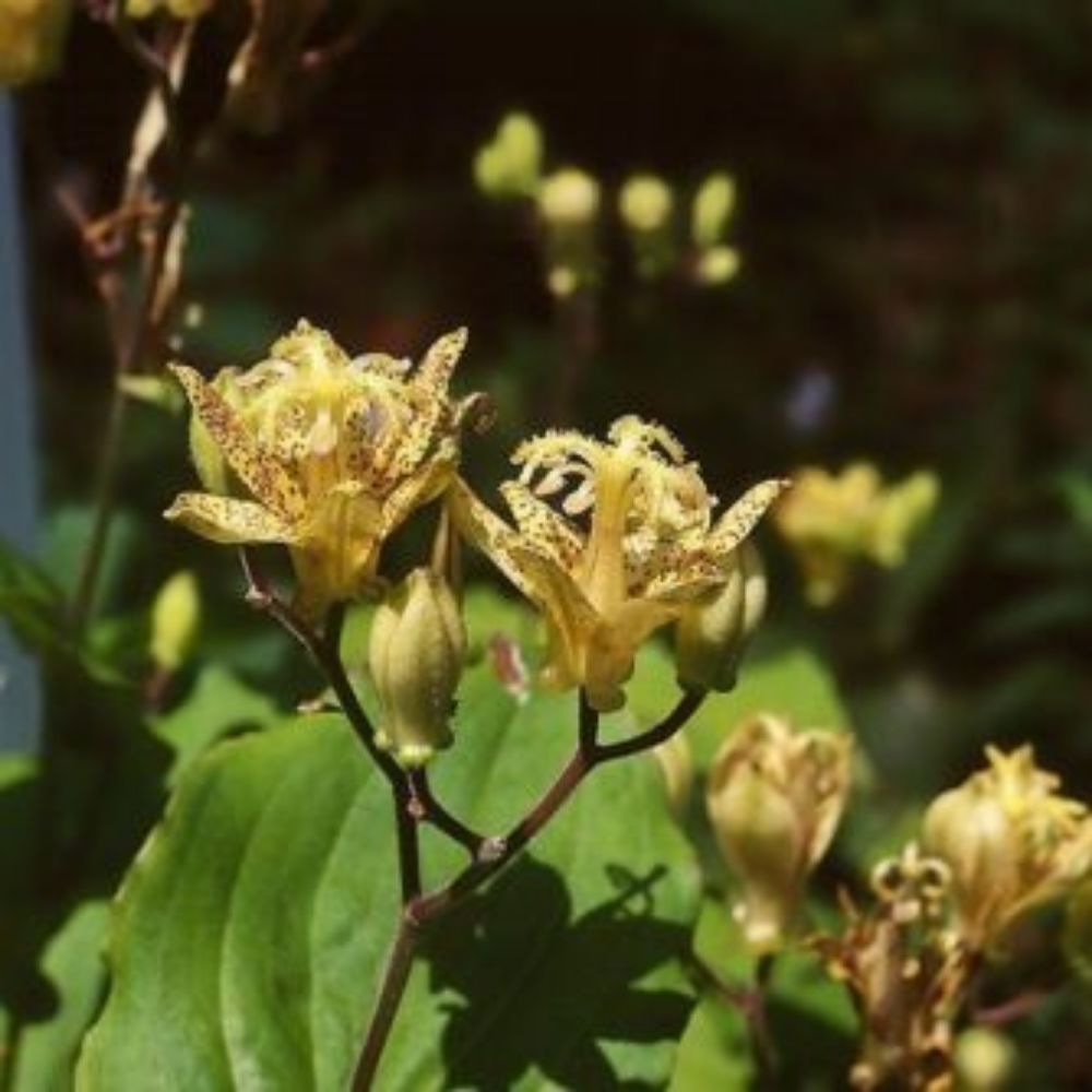 5 Tricyrtis Puberula Japanese Toad Lily Seeds For Planting | www.seedsplantworld.com