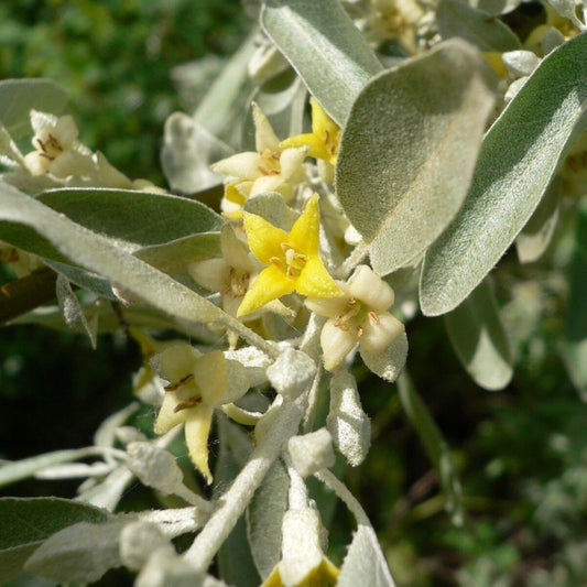 5 Elaeagnus Angustifolia Russian Olive Tree Seeds For Planting | www.seedsplantworld.com