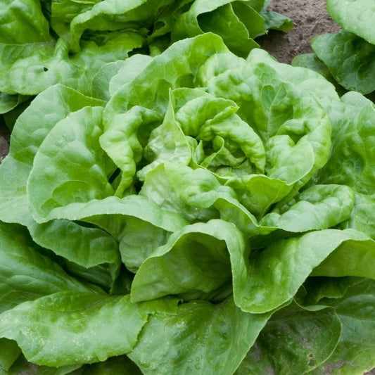 700 Buttercrunch Butterhead Romaine And Butterhead Lettuce NON-GMO Vegetable Seeds | www.seedsplantworld.com