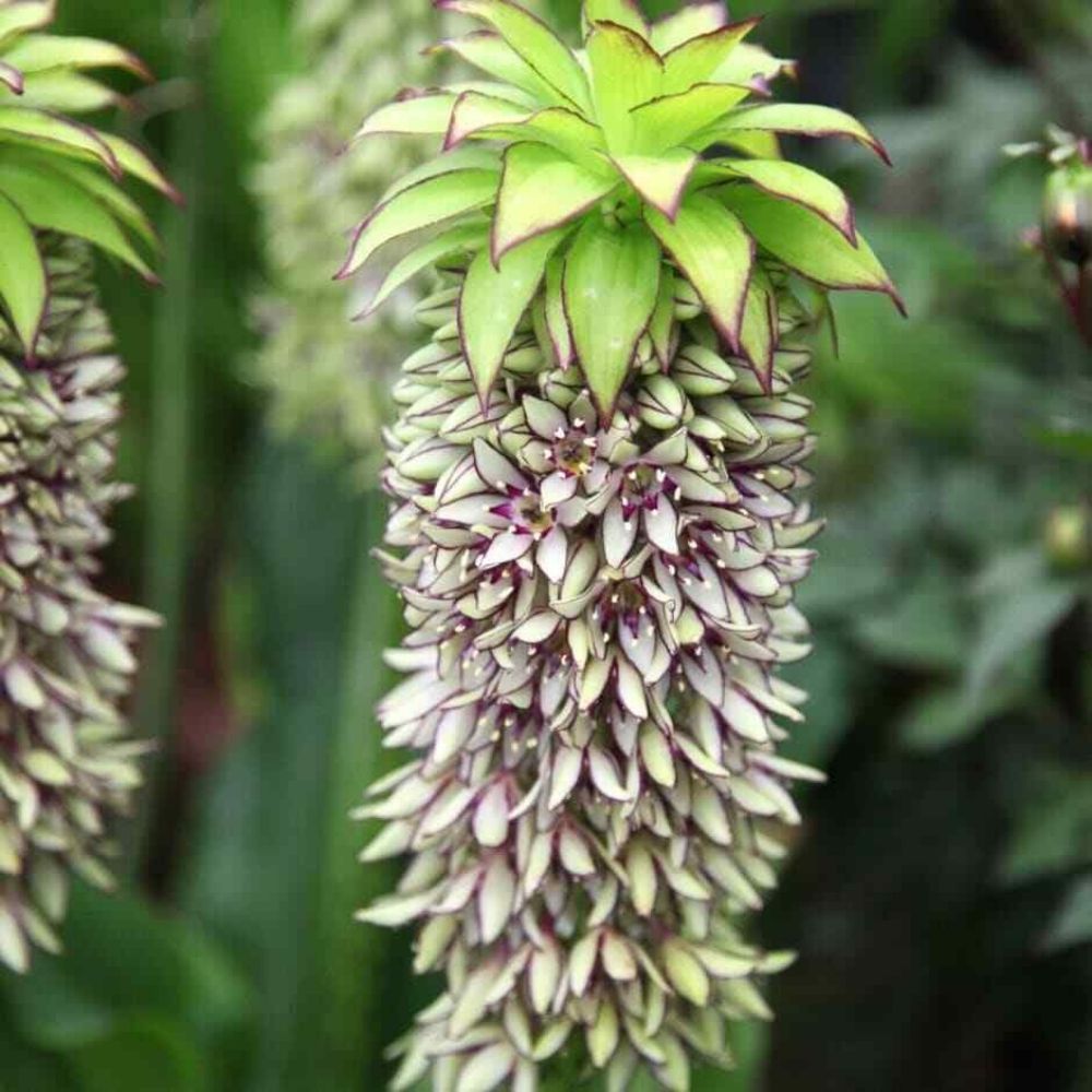 1 Eucomis Bicolor Variegated Pineapple Lily Bulb For Planting | www.seedsplantworld.com