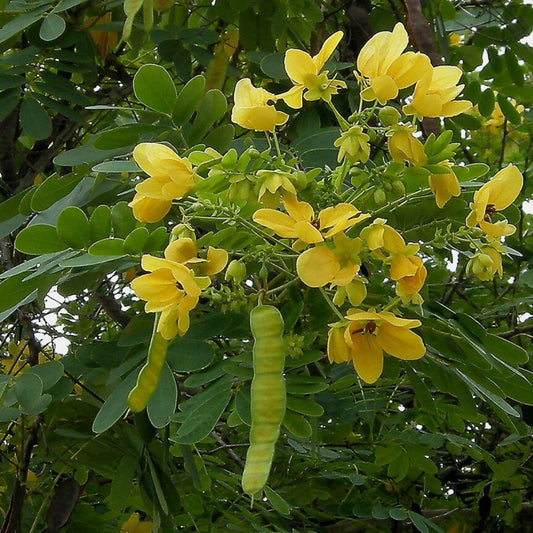 5 Cassia Glauca Scrambled Egg Bush Yellow Flowers Seeds For Planting | www.seedsplantworld.com